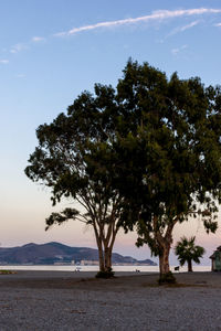 tree