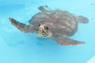 Turtle swimming in sea