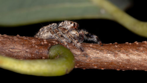 Close-up of insect