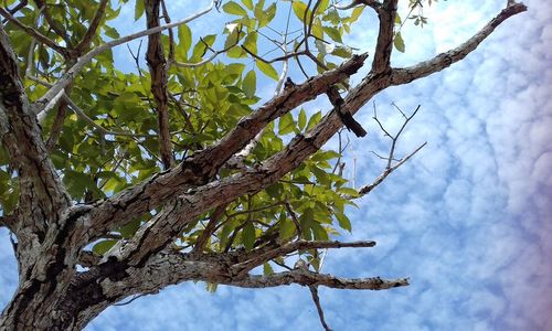 Low angle view of tree against sky