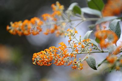 Close-up of orange flowering plant