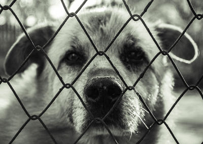 Close-up of chainlink fence in cage