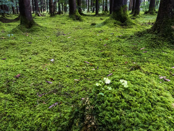 Scenic view of forest