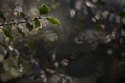 Close-up of plants against blurred water