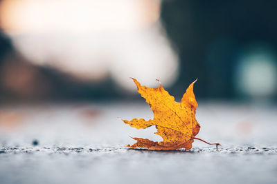 Close-up of maple leaf on orange leaves