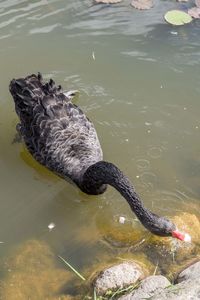 High angle view of duck swimming in lake