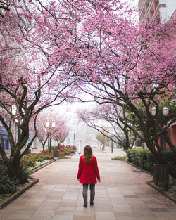 Rear view of woman with pink cherry blossom on footpath