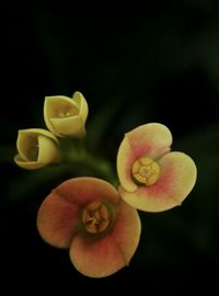 Close-up of pink flower blooming against black background