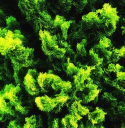 Full frame shot of fern