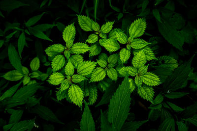 High angle view of green leaves