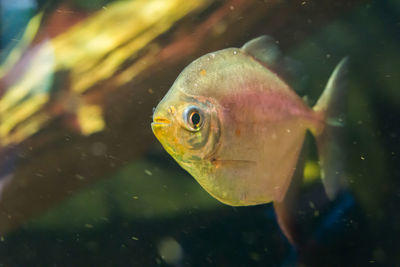 Close-up of fish swimming in sea