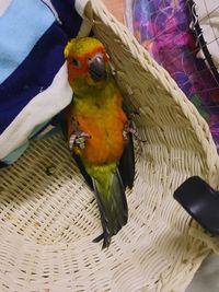 Close-up of parrot perching