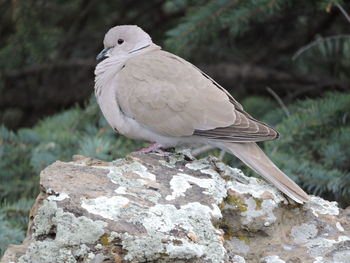 Dove perched on a rock in summer