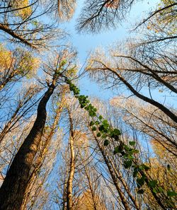 Low angle view of trees against sky