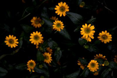 Close-up of flowers blooming outdoors