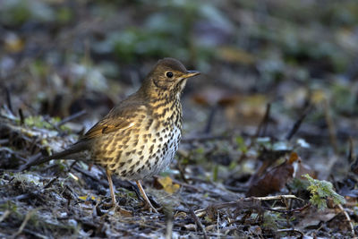 A close-up of a song thrush foraging on the ground.