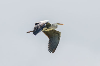 Low angle view of bird flying