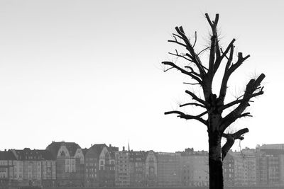 Bare tree in city against clear sky