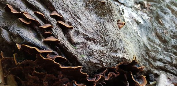 Close-up of rock