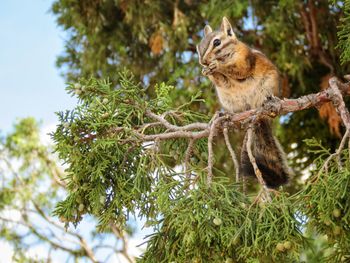 Low angle view of a tree