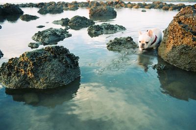 French bulldog in sea