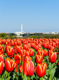 Tulip flowers in garden with monument in background