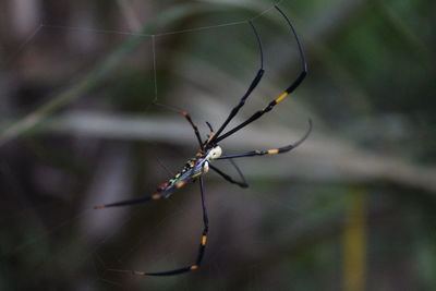 Close-up of spider on web