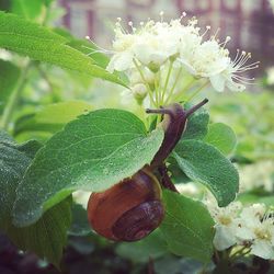Close-up of white flowers