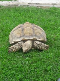 High angle view of tortoise on field