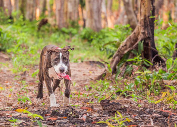 Dog sitting on tree trunk in forest