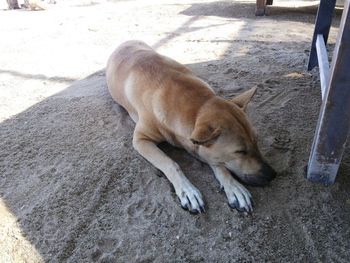 Dog lying on the ground