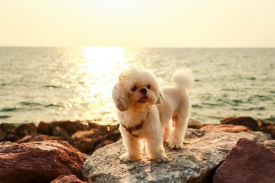 Dog sitting on rock by sea against sky