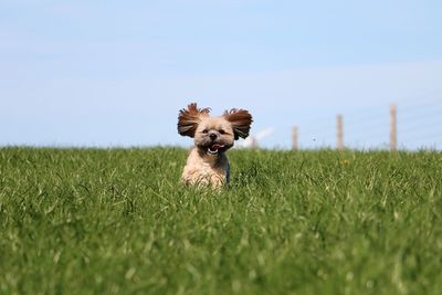 Dog running on grass