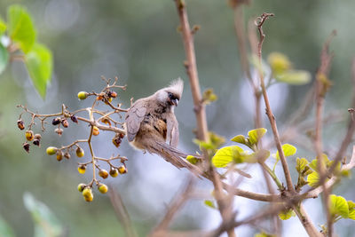 Bird perching on a branch