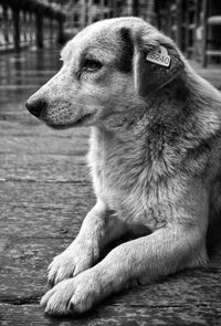 Close-up of a dog looking away