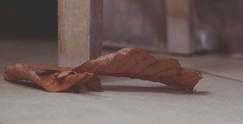 Close-up of dry leaf on table