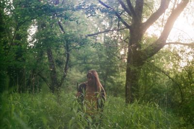 Horse amidst trees in forest