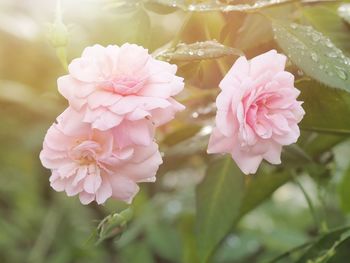 Close-up of pink flowering plant