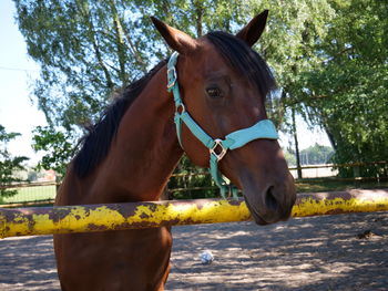 Close-up of horse in ranch