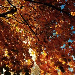 Low angle view of trees