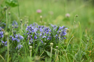 Close-up of purple crocus flowers on field