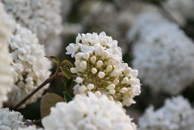 Close-up of white flowering plant