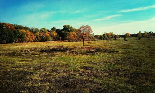 Trees on field against sky