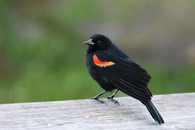 Close-up of bird perching on wood