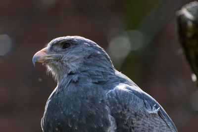 Close-up of eagle