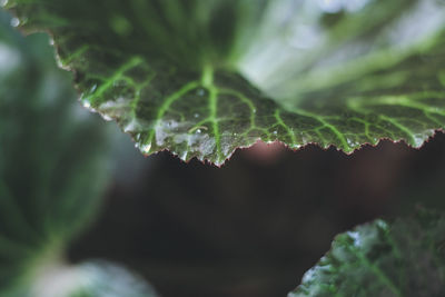 Close-up of raindrops on leaves