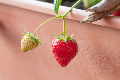 Strawberry bouquet in the pot , planting fruit in the garden ,ripe strawberries , organic food.