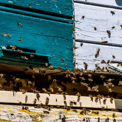 Close-up of bee on wood