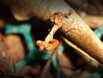 Close-up of crab on leaf