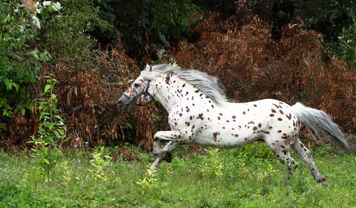 Side view of horse running on grassy field